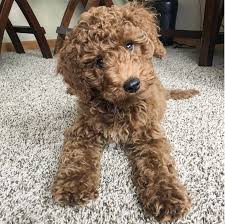 Copper Canyon Doodles Mini Goldendoodle Teddy Bears Goldendoodle Goldendoodle Puppy Mini Goldendoodle