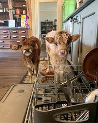 Found On Fb First We Load The Dishwasher Then We Feed The Cows We Do It This Way Every Morning Doing Dishes Has Never Appeared More Riveting Cows