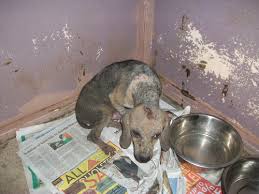Puppies for sale el paso. Petition Petland El Paso Stop Suing Rescue Groups Change Org