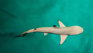 Miracle Baby Shark Born In Water Tank With 2 Females Living For A Decade