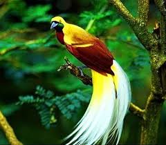 Lesser Paradise Kusu Beautiful Birds Most Beautiful Birds Bird Pictures