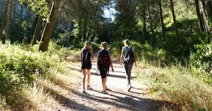 S�curit� et bien �tre du chien. La Randonnee Dans Les Alpilles Parc Naturel Regional Des Alpilles
