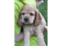 Find cocker spaniel puppies for sale near me. Cocker Spaniel Puppies For Sale
