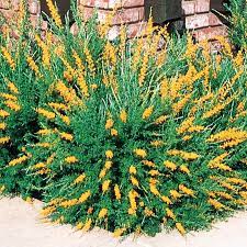 Yellow Sweet Broom Flowering Shrub In Pot L3064 Lowes Com Sweet Broom Flowering Shrubs Yellow Shrubs