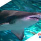 Sensory Friendly Visit at Ripley's Aquarium event image