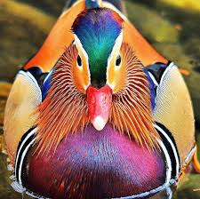 Pin De Kelebegin Dunyasi 2 Ankara En Cute Animals Aves De Colores Aves Exoticas Pato Mandarin