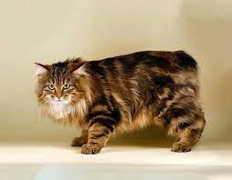 pin na doske a חתולים אקזוטיים 2