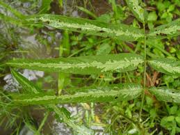 Image result for Uraria picta