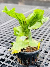 Image result for Platycerium stemaria