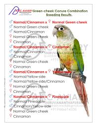 Green Cheek Conure Combination Breeding Results Conure