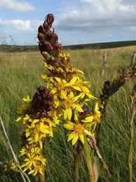 Image result for Ligularia sibirica