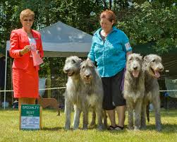 Starkeeper irish wolfhounds