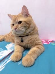 Pin Oleh Aida Di Picture By Me Wallpaper Kucing Wallpaper Iphone Kucing Lucu