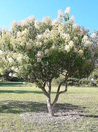 Image result for Nuxia floribunda