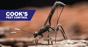 Cook's pest control presumably offers a variety of methods to treat bed bugs, but their website does not specify any treatment methods. Cooks S Pest Blog Latest Posts