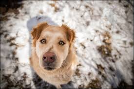 the very stunning Ginger ~ Toronto premier pet photographer