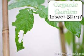 Organic Garden Insect Spray Recipe Recipe Garden Insects Insect Spray Organic Insect Spray