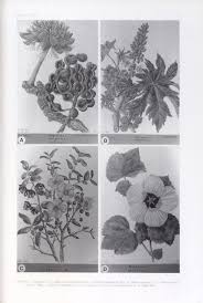 Image result for Monopsis stellarioides