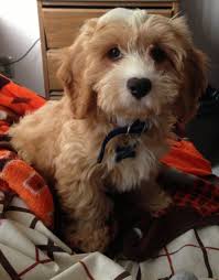 The cheapest offer starts at £8. Cavapoo Puppies Breeders Illinois 2021 At Puppies Www Addlab Aalto Fi
