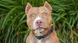 Check spelling or type a new query. Pit Bull Facts That Are Totally Wrong Reader S Digest