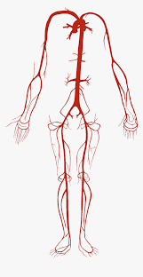 Introduction to heart and blood vessel disorders in dogs dog. Arterial System Arterial System In Human Body Hd Png Download Kindpng
