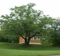 Juglans cinerea – et mer vinterherdig valnøttre for byens ...