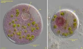 Image result for Pseudobersama