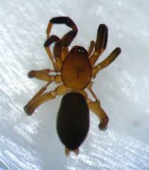 Find their latest streams and much more right here. Fl Spider 02 Female Camillina Pulchra Bugguide Net