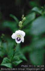 Image result for Asystasia malawiana