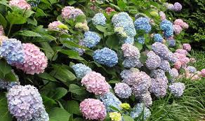 If your flowers are exhibiting signs of chlorosis, a yellowing of the leaves, your plants might have an iron deficiency. Alan Titchmarsh S Tips On Growing Hydrangeas In Your Garden The Summer Express Co Uk