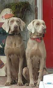 Pin By Cinzia Cavalloni On Weimaraner Weimaraner Dogs Grey Weimaraner Puppies Weimaraner
