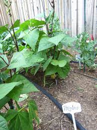 Bush Bean Trio Cherokee Wax Purple Queen And Blue Lake 274 From Botanical Interests Gardening Blog Bush Beans Botanical