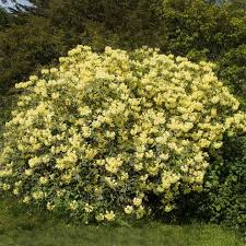 We did not find results for: Yellow Rhododendrons For Sale Brighterblooms Com