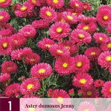 Image result for Asters `Jenny