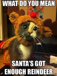 What Do You Mean Santa S Got Enough Reindeer Cat Reindeer Santa Meme Cute Animals Cute Cats Funny Cat Memes