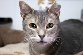 Cat adoptions directly from the current owner or shelter. For Animals Inc Nyc Animal Rescue Adoption Home Many Cats Kittens Available Now For Animals Inc