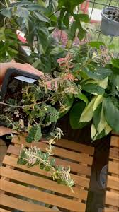 Image result for Aneilema zebrinum