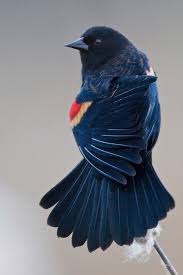 Black Bird With Red Spot On Shoulder Red Wing Blackbird 3 Black Bird Pet Birds Beautiful Birds