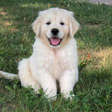 How to crate train your golden retriever puppy. Enjoying The Outdoors For The First Time English Cream Golden Retrievers