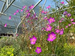 Image result for Talinum tenuissimum