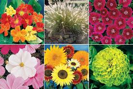 Best Plants To Start From Seed The Garden Glove Cool Plants Plants Flower Seeds