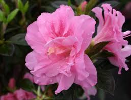 We did not find results for: Landscape Choosing Healthy Plants Walter Reeves The Georgia Gardener