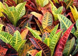 Tanaman hias daun adalah tanaman yang keindahannya berada dibagian daunnya begitu pula tanaman bunga yang keindahannya terletak di tanaman jenis ini masih termasuk keluarga tanaman daun hias yaitu aglaonema, anthurium dapat dibedakan menjadi dua yaitu anthurium daun dan. Yuk Mengenal Aneka Nama Tanaman Hias Dan Gambarnya Tanaman Hias