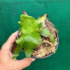 Image result for Platycerium stemaria