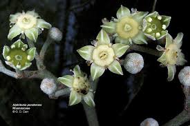 Image result for Rhamnaceae