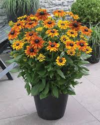 Pin On Blog The Garden Diaries