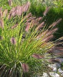 pennisetum moudry smallish ornamental grass with purple seed heads in late summer and fall that persist into winter addi ziergras graser pflanzen taglilie