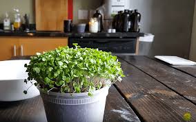 The lakeside collection thirstystone threshold tovolo umbra youcopia zevro zwilling j.a. How To Grow Arugula Microgreens In 10 Days Upstart University