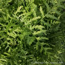 Image result for Pteris linearis