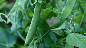 We did not find results for: 4 Tips For Harvesting Snap Peas